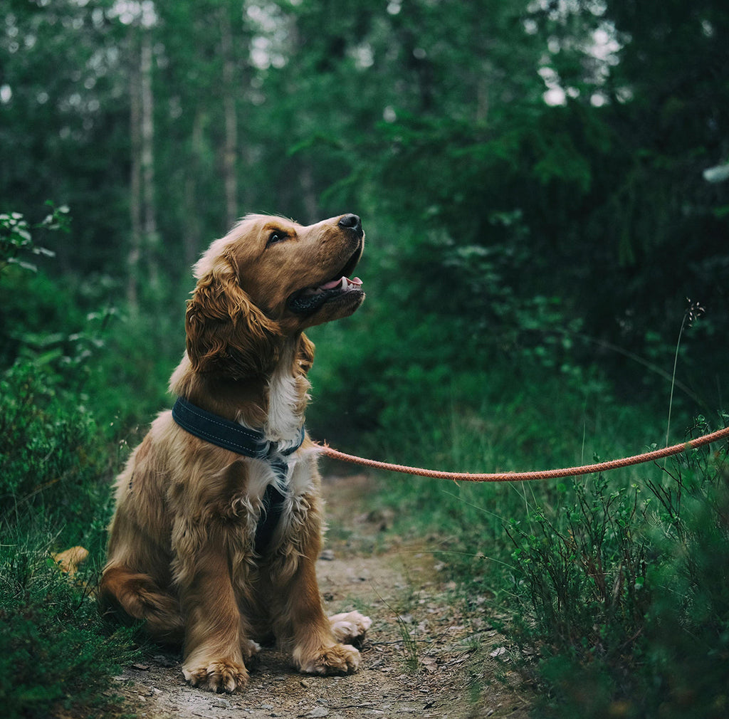 Küçük, Orta ve Büyük Irklar: Köpeklerde Irklara Göre Sağlık